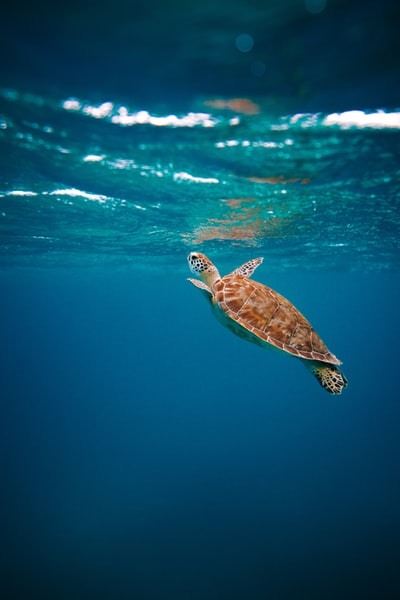 白天在水里的褐龟
